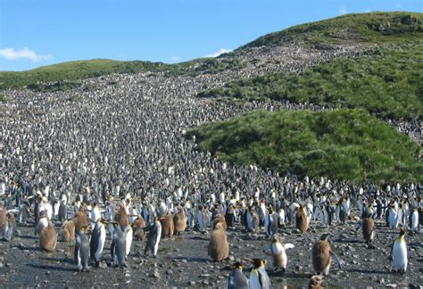 Penguin Poop Laughing Gas Drives Scientists 'Cuckoo' - Nerdist