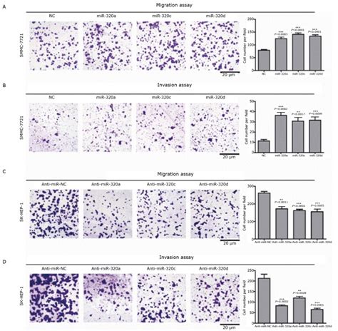 MiRNA 320 Can Remarkably Facilitate HCC Cell Migration And Invasion A