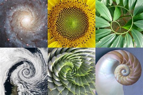 A Sequ Ncia De Fibonacci Na Natureza Blog Universo Narrado