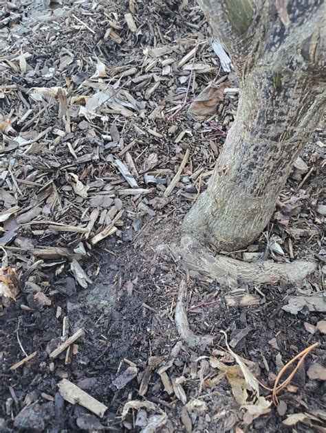 How To Remove These Girdling Roots Japanese Maple R Pruning