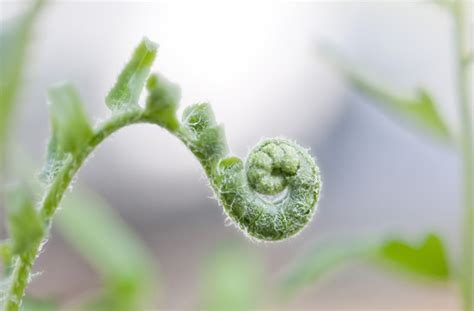 蕨菜的功效与作用、营养价值健康大百科