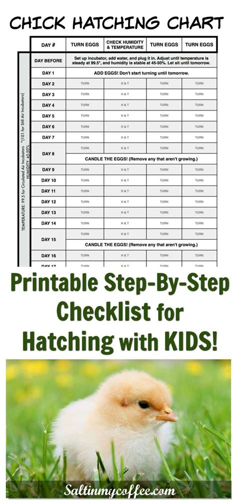 Quail Egg Incubation Chart