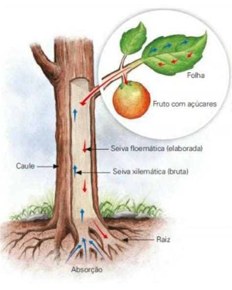 O Que Significa Seiva - De acordo com a imagem acima é correto afirmar que a seiva A) bruta é ...