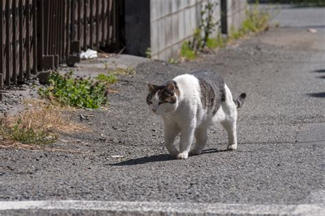 現役でいて 一日一猫