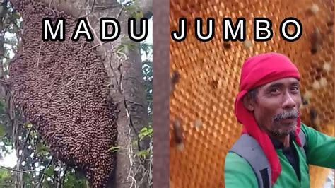 Panen Lebah Madu Hutan Ukuran Jumbo Tanpa Pengaman Youtube