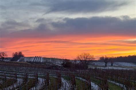 Le Coucher Du Soleil Vignoble Photo Gratuite Sur Pixabay