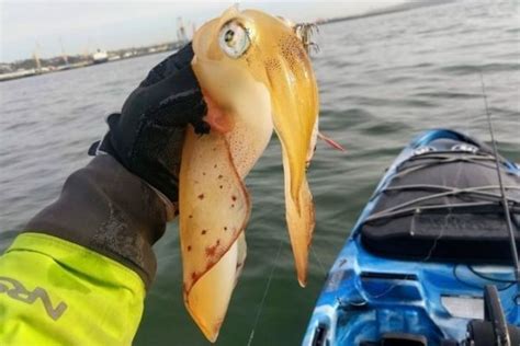 P Cher Les Calamars En Tra Ne Lente Avec La Technique Du Tataki