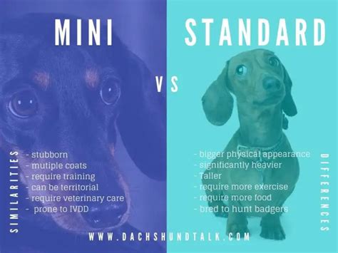 Mini Dachshund Compared To A Standard Dachshund