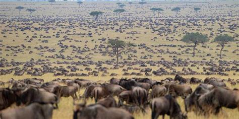 Masai Mara Safari De 4 Jours Pour La Grande Migration Des Gnous