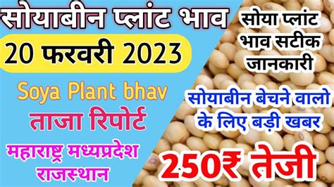 सोया प्लांट भाव 20 फरवरी 2023 सोया प्लांट भाव लाइवsoya Plant Bhav