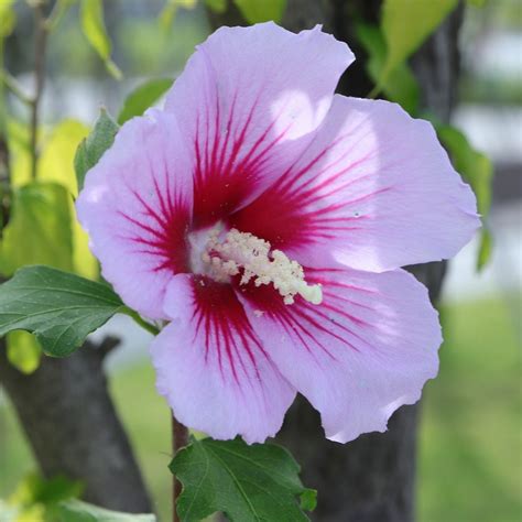 1 Rose of Sharon Shrub 1-2' - Etsy