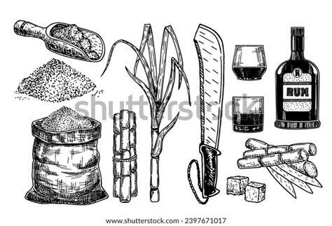 Sketch Sugar Cane Sugarcane Farm Harvest Stock Vector Royalty Free