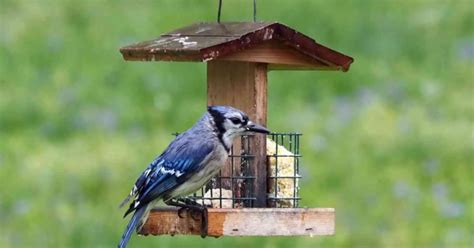 Blue Jay Behavior - AnimalBehaviorCorner