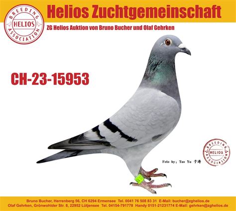 Brieftauben Auktion De K Fig Ch W Hardy Kr Ger