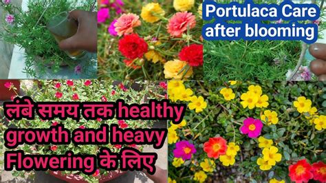 Portulaca Care After Blooming Moss Rose Care Portulaca Flower