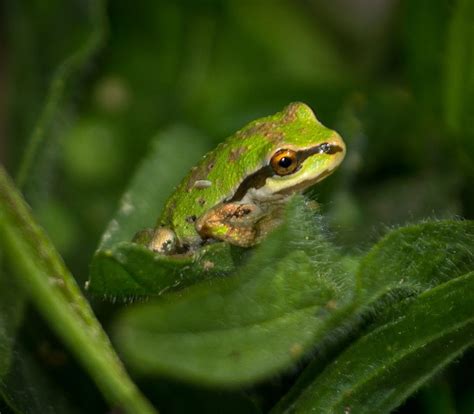 Pacific Tree Frog - Learn About Nature