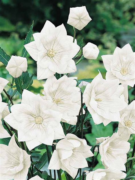 Balloon Flower Seeds | Platycodon | Perennial Flower Seeds