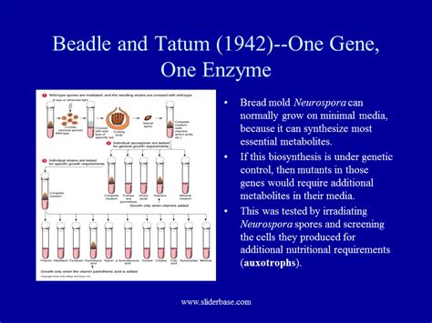 Gene Function And Structure Presentation Genetics