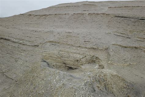 Perucetus colossus descubren en Perú fósil de animal más pesado de