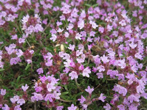 Thymus tauricus - Изображение особи - Плантариум