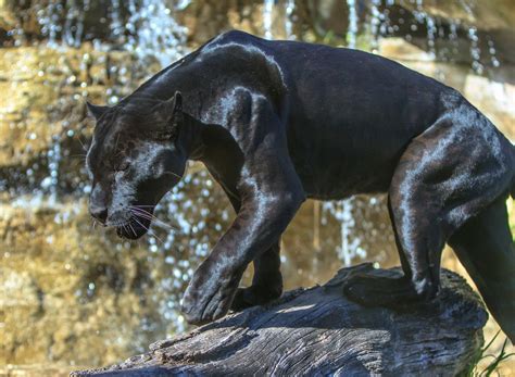 Download Animal Black Panther HD Wallpaper