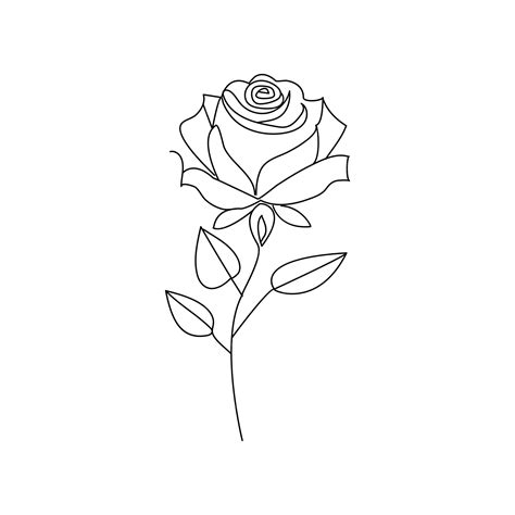 Premium Vector Rose Flower Continuous One Line Drawing Of Outline