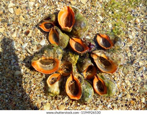 Rapana Venosa Veined Rapa Whelk Delicious Stock Photo Edit Now 1194926530