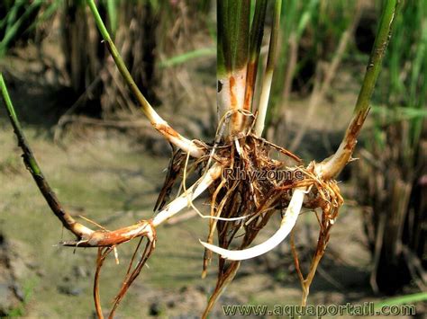 Rhizome Définition Et Explications