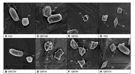 Table 1 From Diversity Of Bacillus Thuringiensis Strains From Qatar As