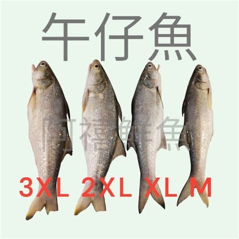 板橋阿禧鮮魚行 午仔魚 肉質細緻 現貨 蝦皮購物