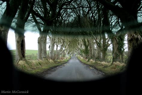 Dark Hedges