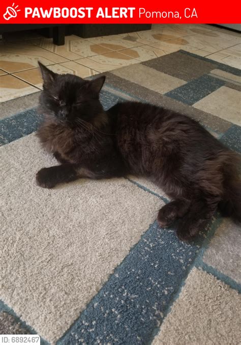 Pomona Ca Lost Male Cat Salem Is Missing Pawboost