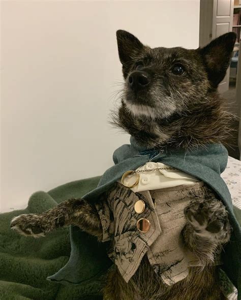 Pebbles Baggins! Frodo Halloween costume I made for my dog! : r/lotr