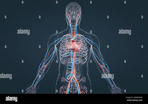 Le Coeur Est Un Grand Organe Musculaire Qui Pompe Le Sang Rempli D