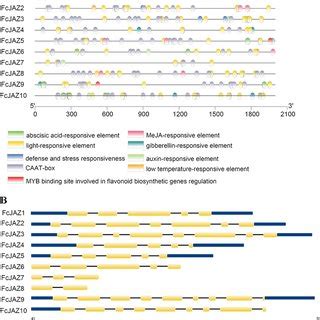 Analysis Of Cis Elements And Gene Structures For FcJAZ Genes A The