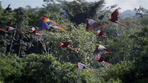 El Zoológico Nacional De Nicaragua Libera A Más De 80 Animales En