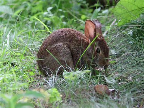 Companion Plants To Control Pests And Rabbit Control W Sea Hume Gran