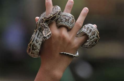 Arti Mimpi Membunuh Ular Ular Hijau Hingga Ular Hitam Konon