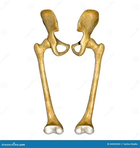 Femur Bones And Joints Stock Image Image Of Bones Chiropractic 44453545