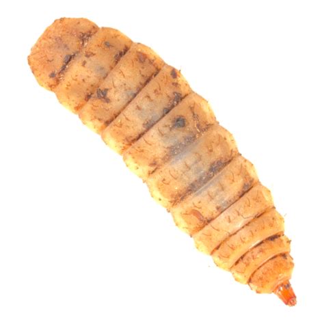 Buy Medium Black Soldier Fly Larvae For Sale