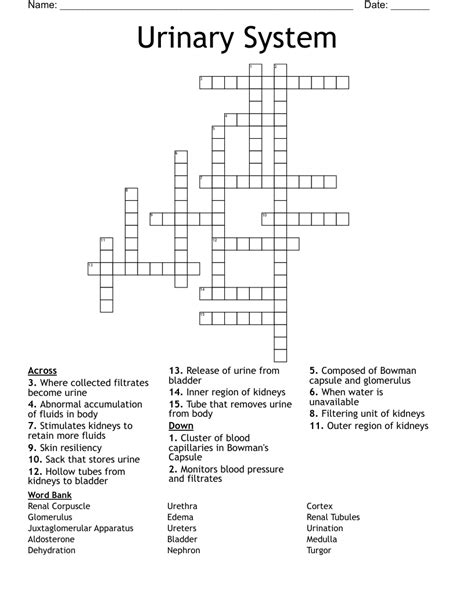 Urinary System Crossword Puzzle