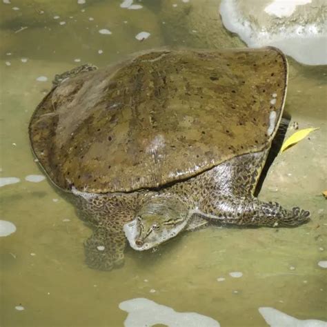 Spiny Softshell Turtle Care Guide - All Turtles