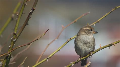 Bird Da ist mir mal wieder ein Vögelchen vor Linse gef Flickr