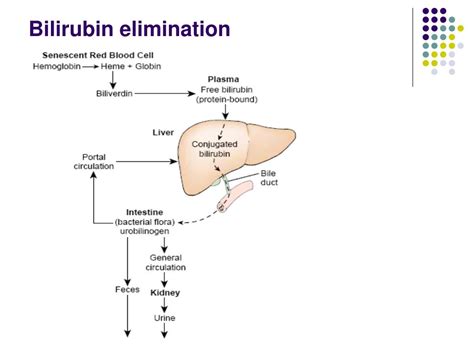 Ppt The Liver And Hepatobiliary System Powerpoint Presentation Free