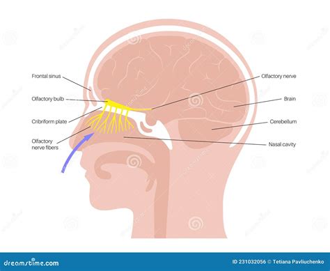 Olfactory Nerve Anatomy Stock Vector Illustration Of Olfactory