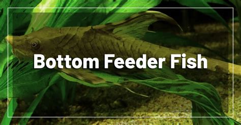 10 Best Bottom Feeder Fish for Freshwater Aquariums