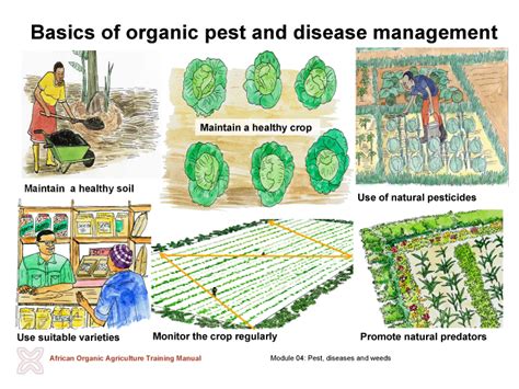 Organic Africa Module 4 Pest Disease And Weed Management