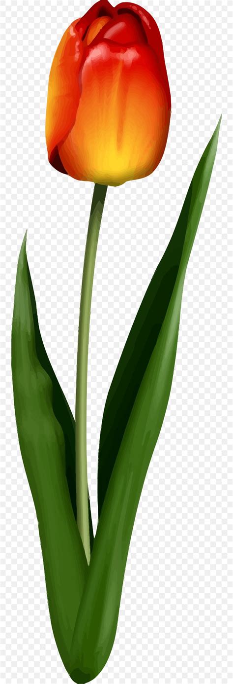 Tulip Flower Leaf Petal Plant Stem Png X Px Tulip Cut Flowers