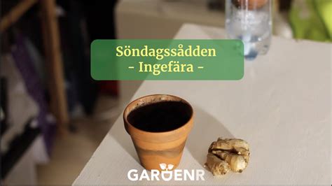 Söndagssådden Ingefära Trädgårdshacks med GardenR YouTube