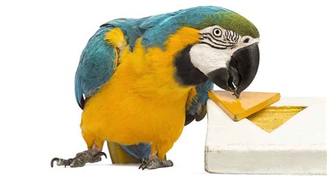 Homemade Toys For Ringneck Parrots Wow Blog